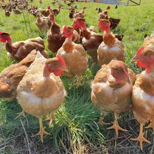 La volaille de la Ferme Guinet à Eyzin-Pinet. ( Vienne, Lyon et Bourgoin-Jallieu ), Vienne, La Ferme Guinet