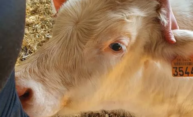 Bovin, Vienne, La Ferme Guinet