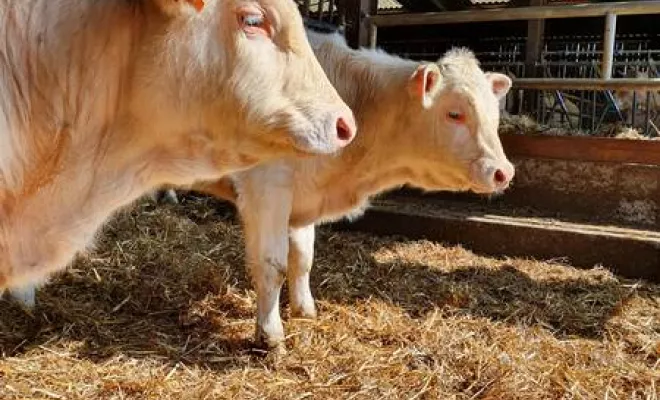 Bovin, Vienne, La Ferme Guinet