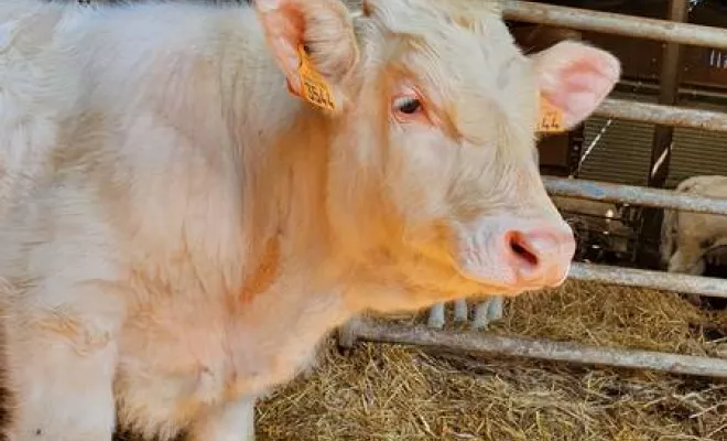 Bovin, Vienne, La Ferme Guinet