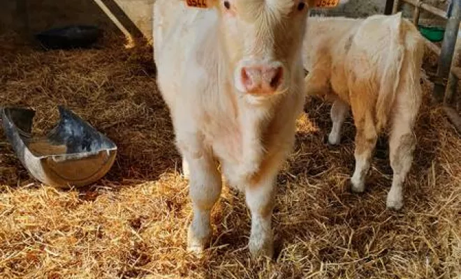 Bovin, Vienne, La Ferme Guinet