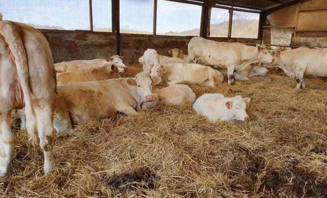 Bovin, Vienne, La Ferme Guinet