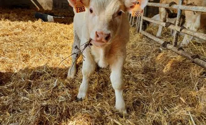 Bovin, Vienne, La Ferme Guinet