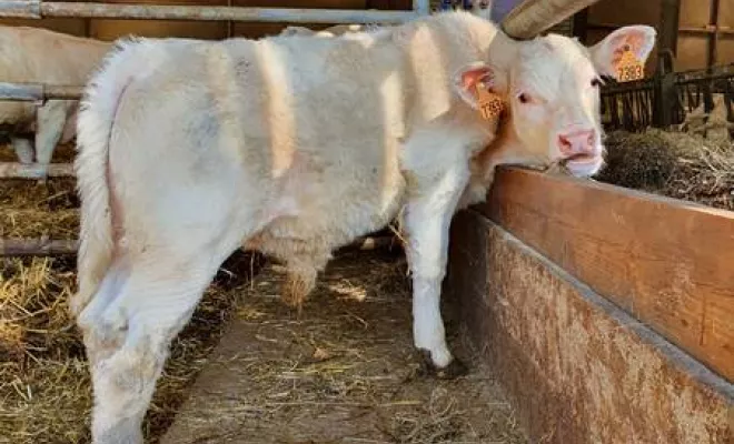 Bovin, Vienne, La Ferme Guinet