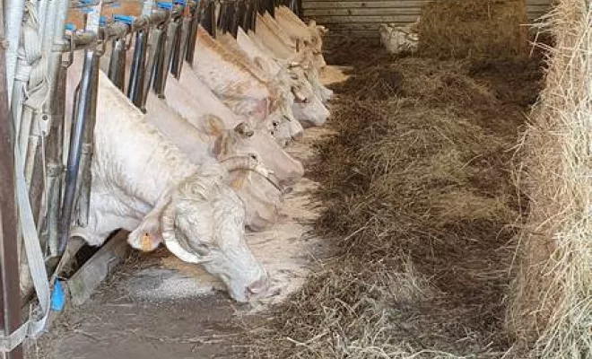 Bovin, Vienne, La Ferme Guinet