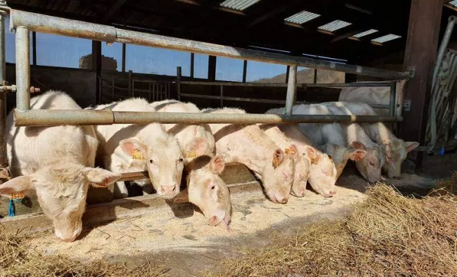 Bovin, Vienne, La Ferme Guinet