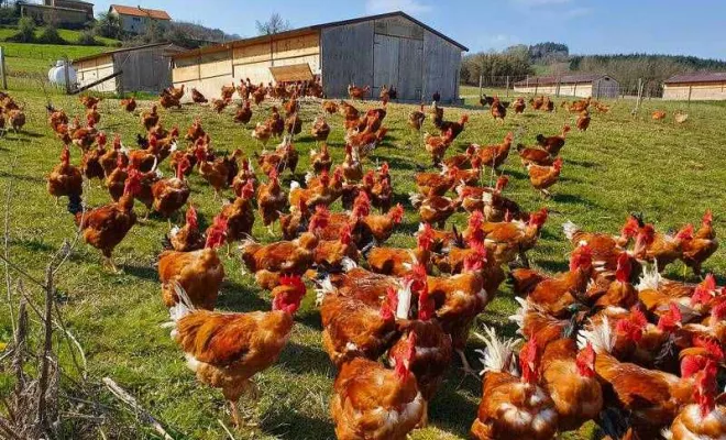 Volaille, Vienne, La Ferme Guinet