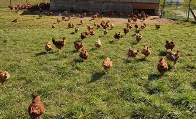 Volaille, Vienne, La Ferme Guinet