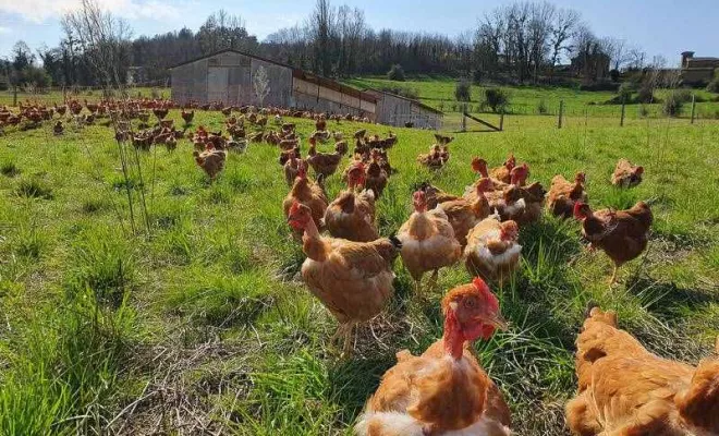 Volaille, Vienne, La Ferme Guinet