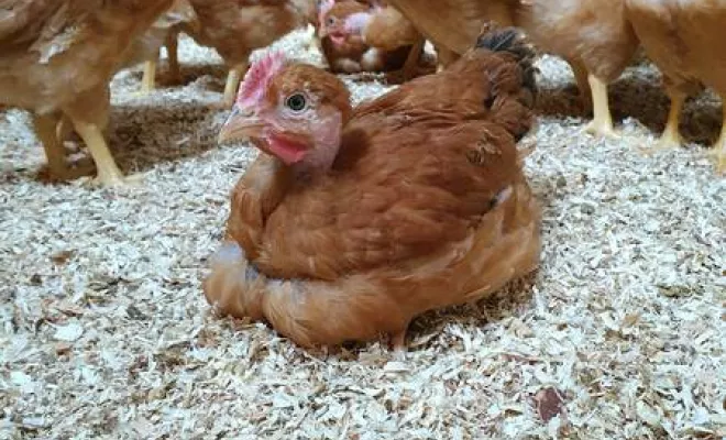 Volaille, Vienne, La Ferme Guinet