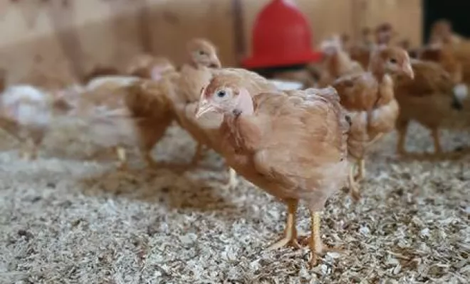 Volaille, Vienne, La Ferme Guinet