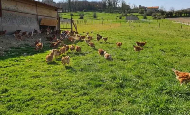 Volaille, Vienne, La Ferme Guinet